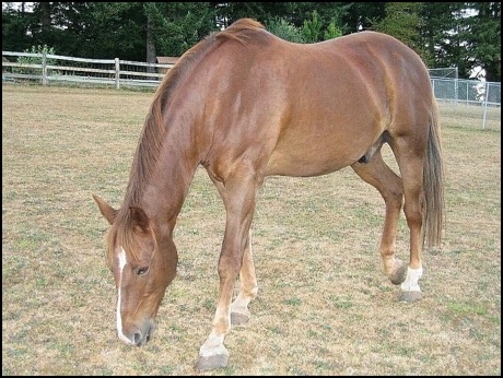 Horse grazing in field